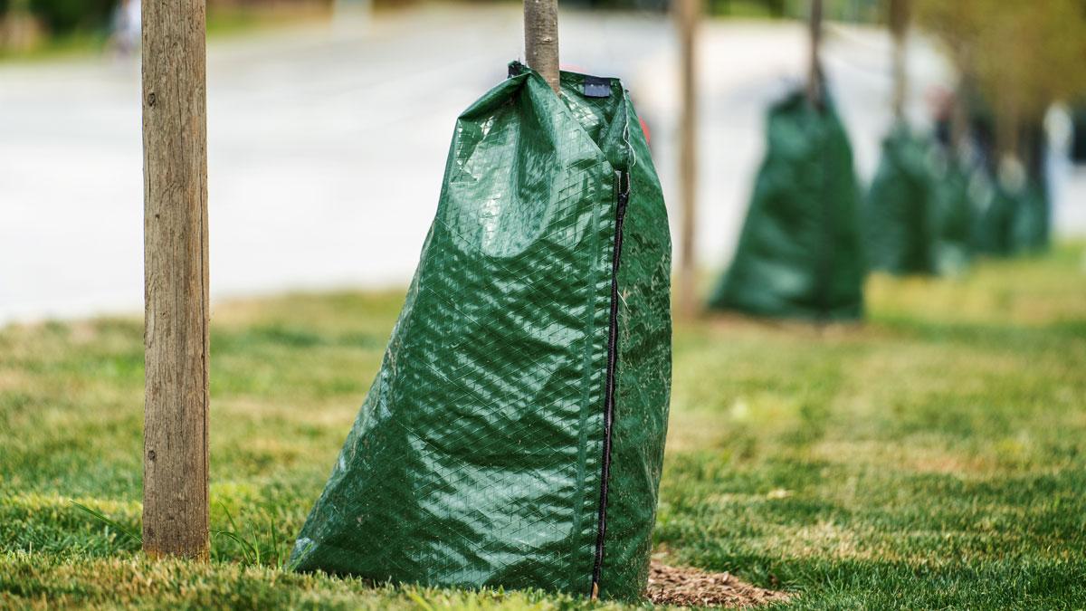Green bag tied around the base of a small tree, with grassy area and blurred road in background.