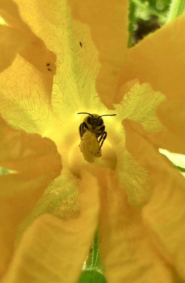 Bee on a yellow flower
