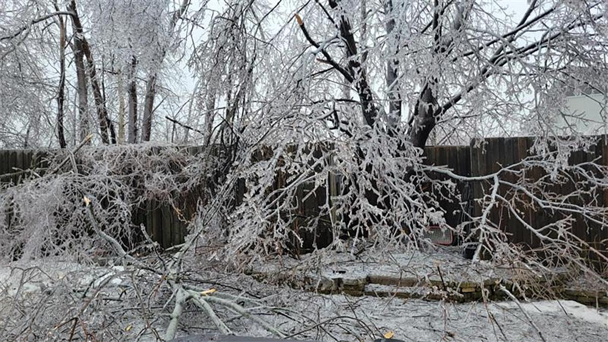 Downed large tree with ice-covered branches
