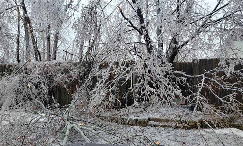 Downed large tree with ice-covered branches